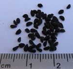 Nasiona czarnuszki siewnej